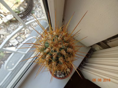 Trichocereus/Echinopsis Candicans Трихоцереус/Эхинопсис кандиканс - Зображення 4