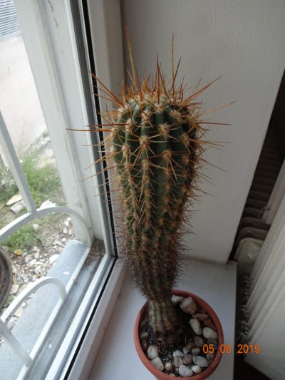 Trichocereus/Echinopsis Candicans Трихоцереус/Эхинопсис кандиканс - Зображення 5