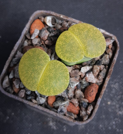 Lithops Lesliei Albinigold