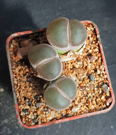 Lithops Lesliei maraisii