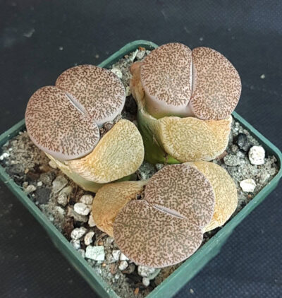 Lithops Lesliei Mariae