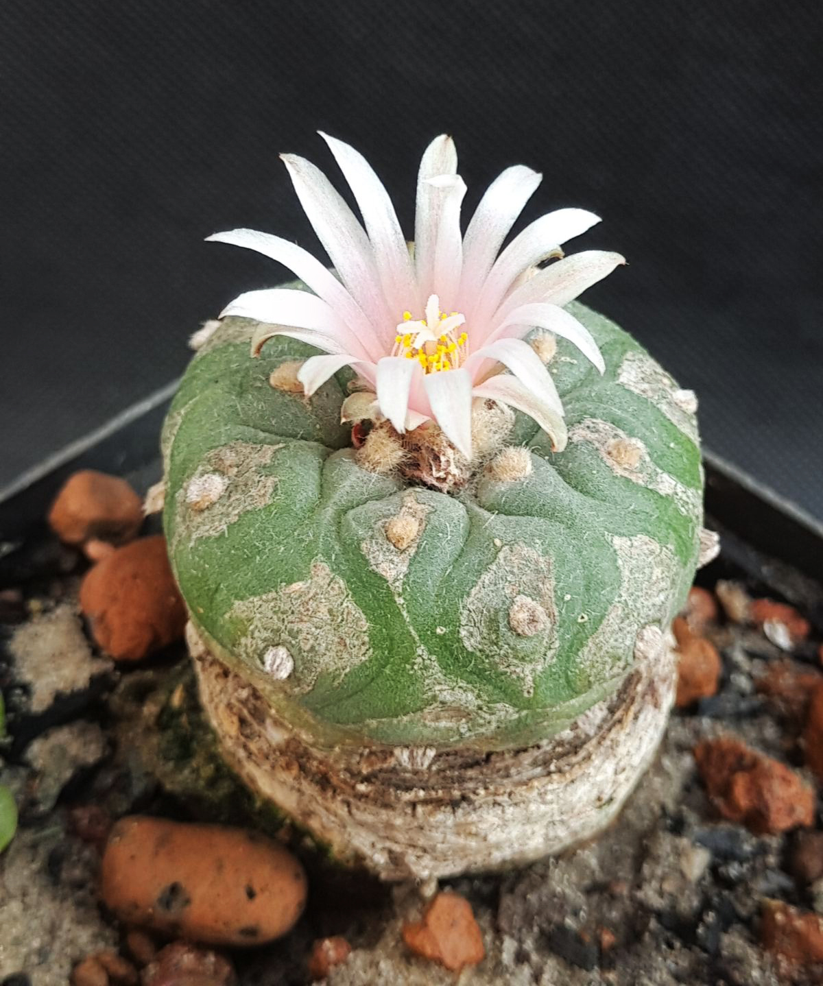 Lophophora koehresii | Кактус Киев