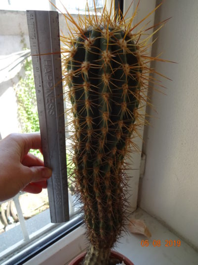 Trichocereus/Echinopsis Candicans Трихоцереус/Эхинопсис кандиканс - Зображення 6