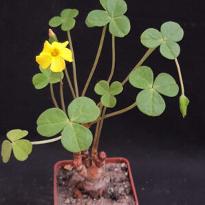 Oxalis megalorrhiza | 81