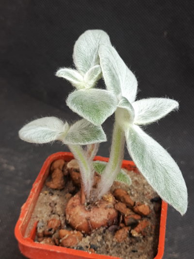 Sinningia leucotricha