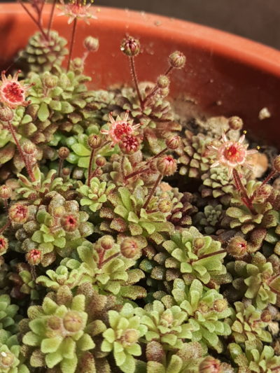 Monanthes muralis