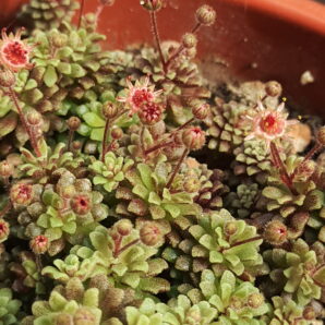 Monanthes muralis | 83