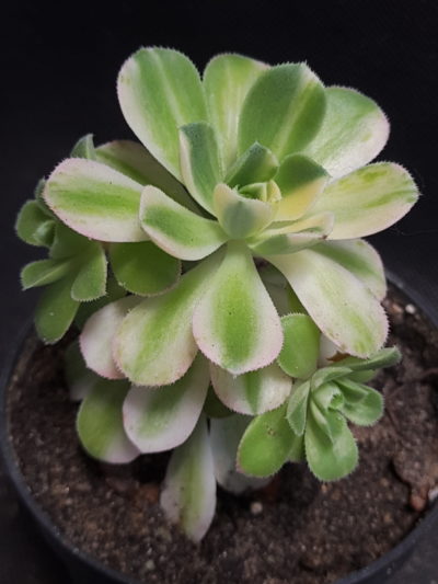 Aeonium castello-paivae variegata