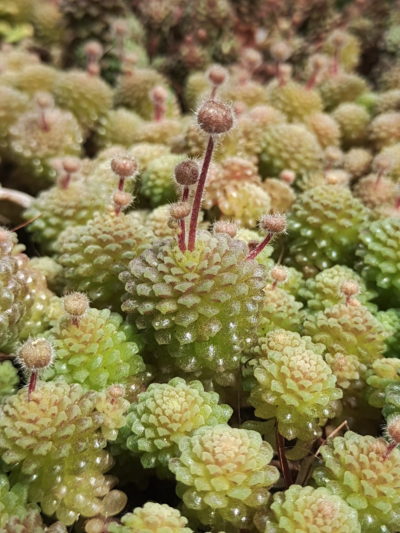 Monanthes polyphylla