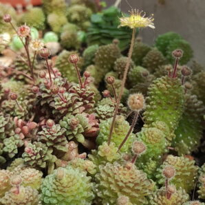 Monanthes mix (polyphylla + muralis) | 67