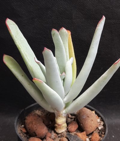 Cotyledon orbiculata japan hybr.
