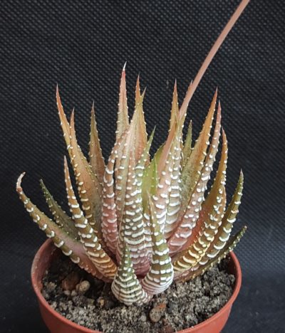 Haworthia fasciata variegata cv.White Bird