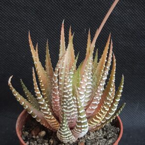 Haworthia fasciata variegata cv.White Bird | 53