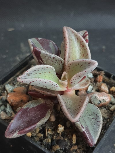 Lenophyllum guttatum red variegata