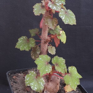 Begonia dregei | 13
