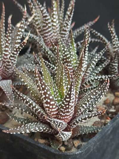 Haworthia Attenuata clariperla - Зображення 2