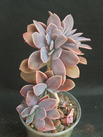 Graptoveria ‘Fred Ives’ cristata