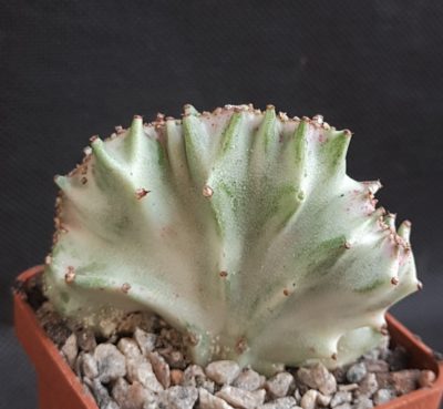 Euphorbia lactea cristata