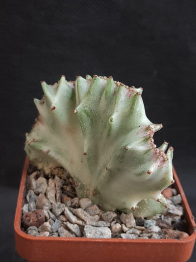 Euphorbia lactea cristata - Зображення 2