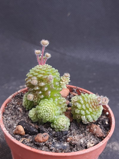 Monanthes polyphylla