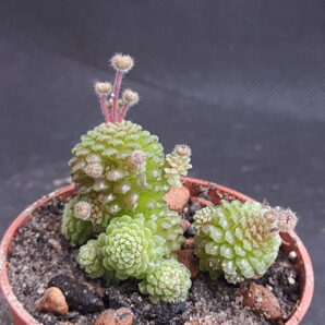 Monanthes polyphylla | 69