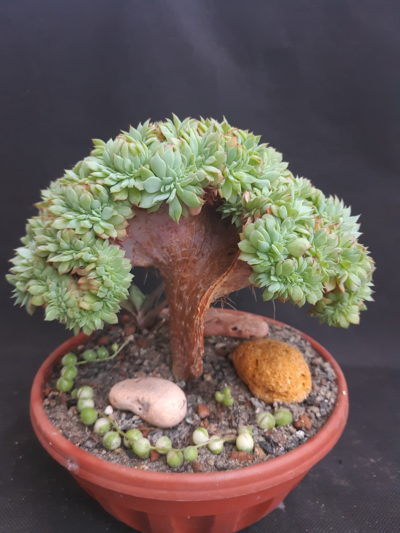 Echeveria sp. cristata