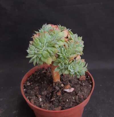 Echeveria sp. cristata - Зображення 2