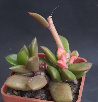 Anacampseros telephiastrum sunrise