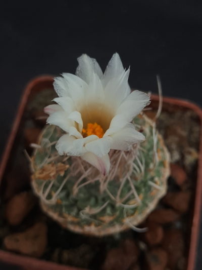 Strombocactus disciformis - Зображення 2