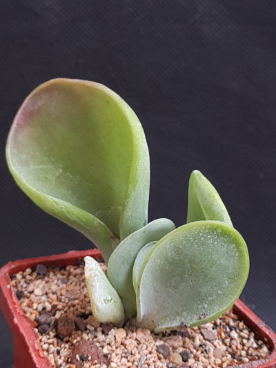 Kalanchoe thyrsiflora Baby finger