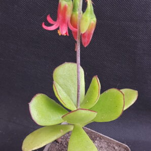 Cotyledon elisae | 27