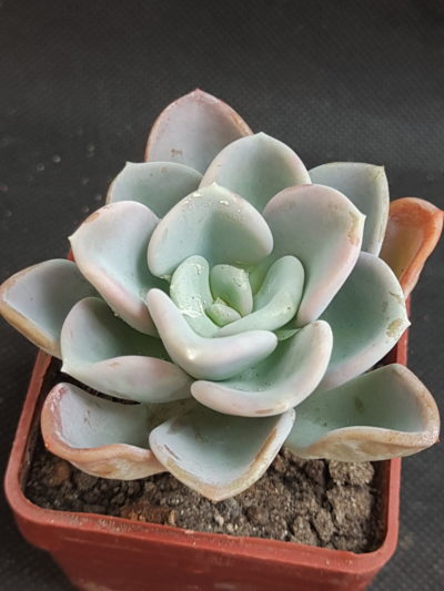 Echeveria Orpet