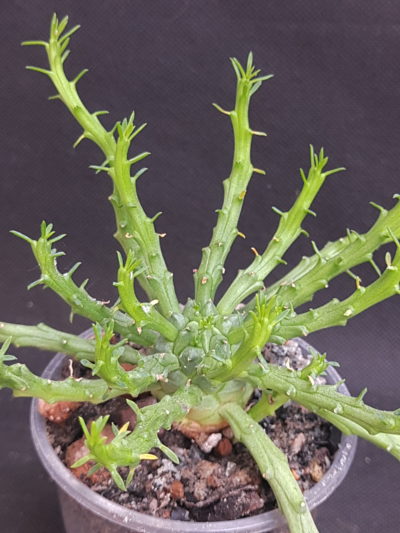 Euphorbia flanaganii (Medusa's Head)