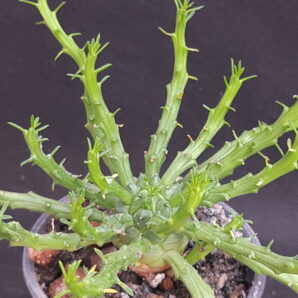 Euphorbia flanaganii (Medusa's Head) | 51