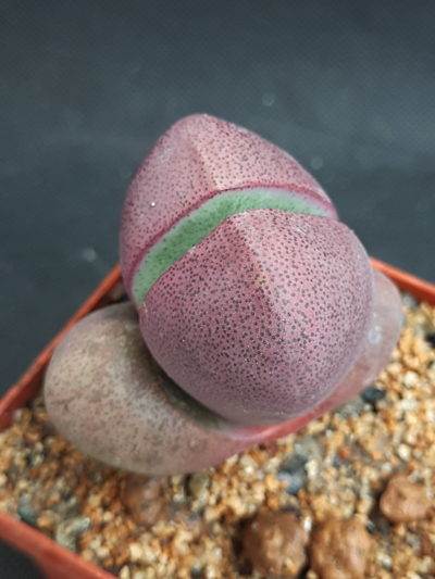 Pleiospilos nelii Royal Flush