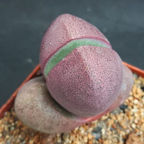 Pleiospilos nelii Royal Flush | 83
