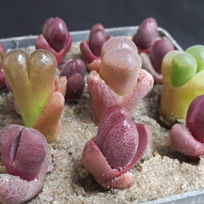 Pleiospilos nelii Royal Flush | 88