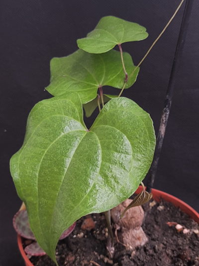 Dioscorea sylvatica