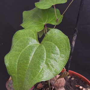Dioscorea sylvatica | 34