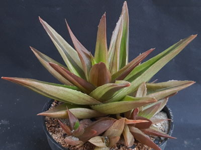 Aloe Black Gem variegata