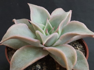 Echeveria madiba