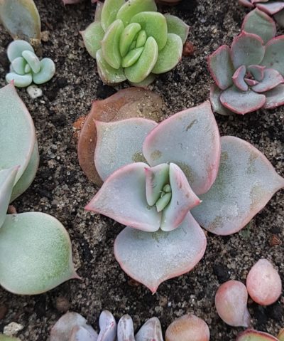 Echeveria madiba