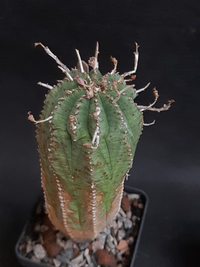 Euphorbia obesa hybr.