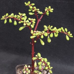Pilea nipensis | 81
