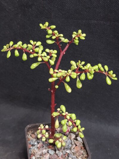 Pilea nipensis