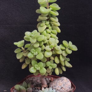 Plectranthus socotranum | 86