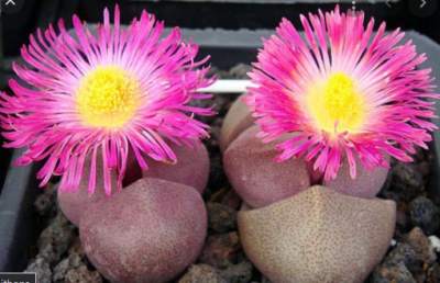 Pleiospilos nelii Royal Flush - Зображення 2