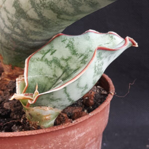Sansevieria kirkii silver blue | 108