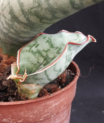 Sansevieria kirkii silver blue