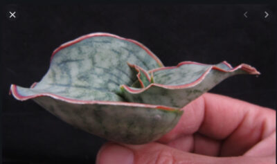 Sansevieria kirkii silver blue - Зображення 2